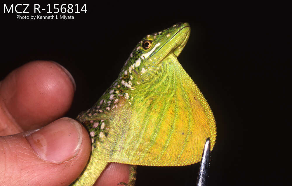 Image of Andes  Anole