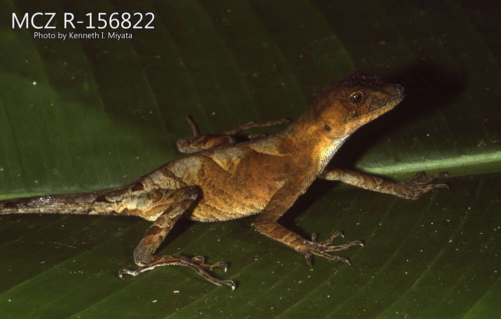 Image of Anolis scypheus Cope 1864