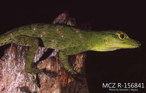 Anolis punctatus boulengeri的圖片