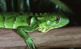 Image of Iguana iguana iguana (Linnaeus 1758)