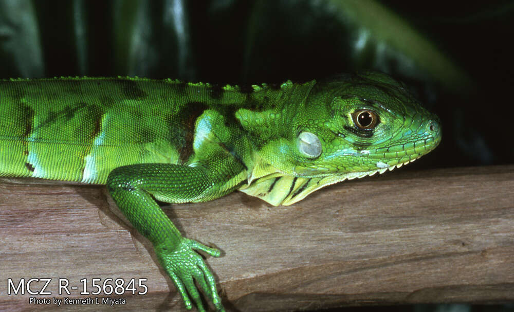 Image of Iguana iguana iguana (Linnaeus 1758)