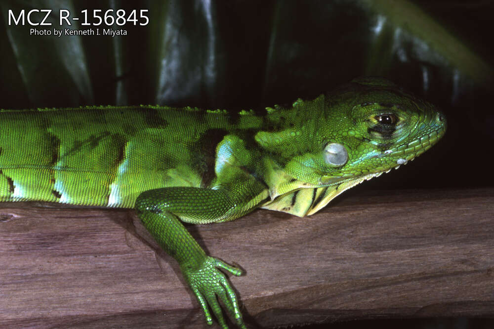 Image of Iguana iguana iguana (Linnaeus 1758)