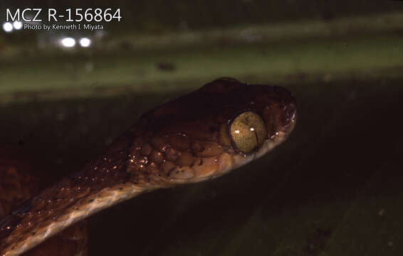 Image of Amazon Basin Tree Snake