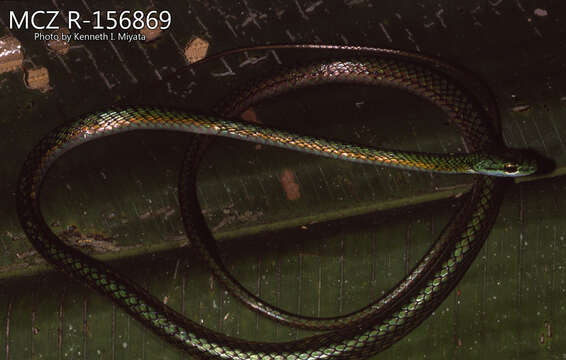 Leptophis ahaetulla nigromarginatus (Günther 1866)的圖片