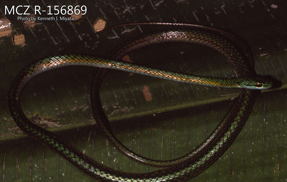 صورة Leptophis ahaetulla nigromarginatus (Günther 1866)