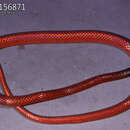 Image of Black-collared Snake