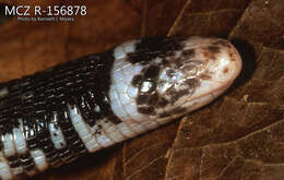 صورة <i>Amphisbaena varia</i>