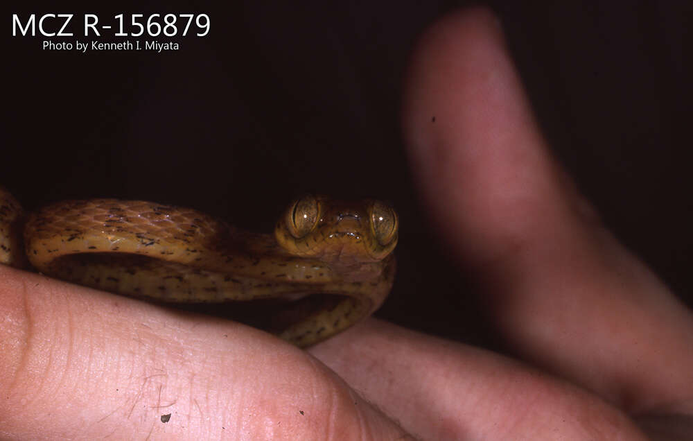 Image of Western Tree Snake