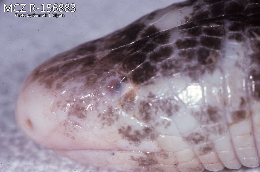 Image of <i>Amphisbaena varia</i>