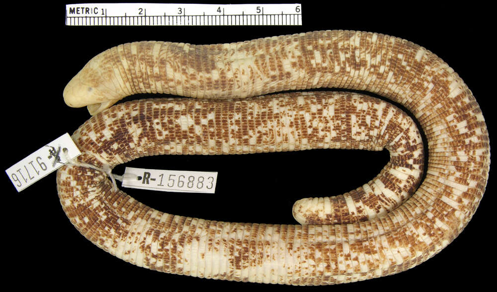 Image of <i>Amphisbaena varia</i>