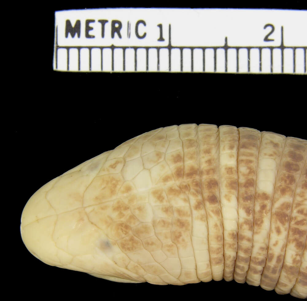 Image of <i>Amphisbaena varia</i>