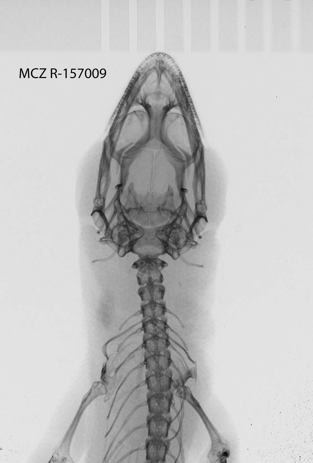 Image of Sphaerodactylus cinereus stejnegeri Cochran 1931