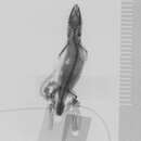 صورة <i>Sphaerodactylus brevirostratus enriquilloensis</i>