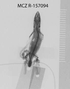 صورة <i>Sphaerodactylus brevirostratus enriquilloensis</i>
