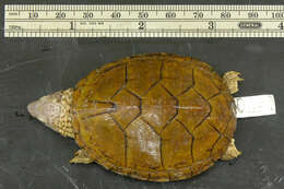 Image of Loggerhead Musk Turtle