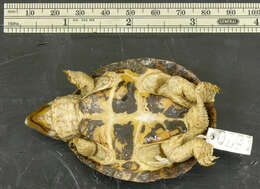 Image of Loggerhead Musk Turtle