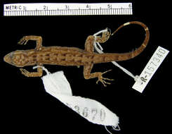 Image of Para Gecko