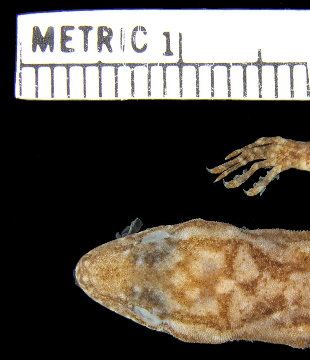 Image of Para Gecko