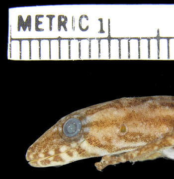 Image of Para Gecko