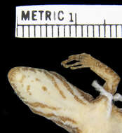 Image of Para Gecko