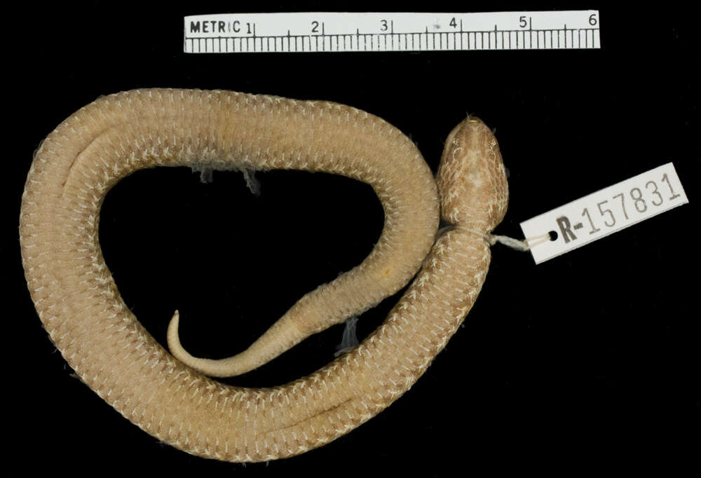 Sivun Vipera ammodytes ammodytes (Linnaeus 1758) kuva