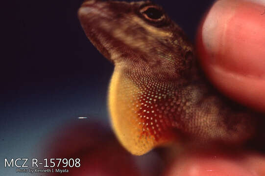 Image de Anolis distichus ignigularis Mertens 1939