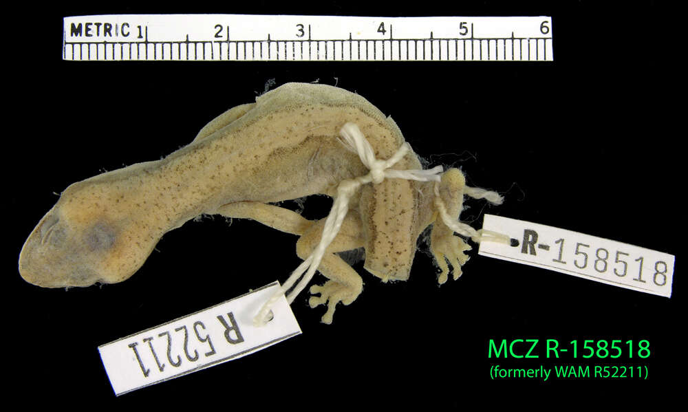 Image of Giant Stone Gecko (rex)