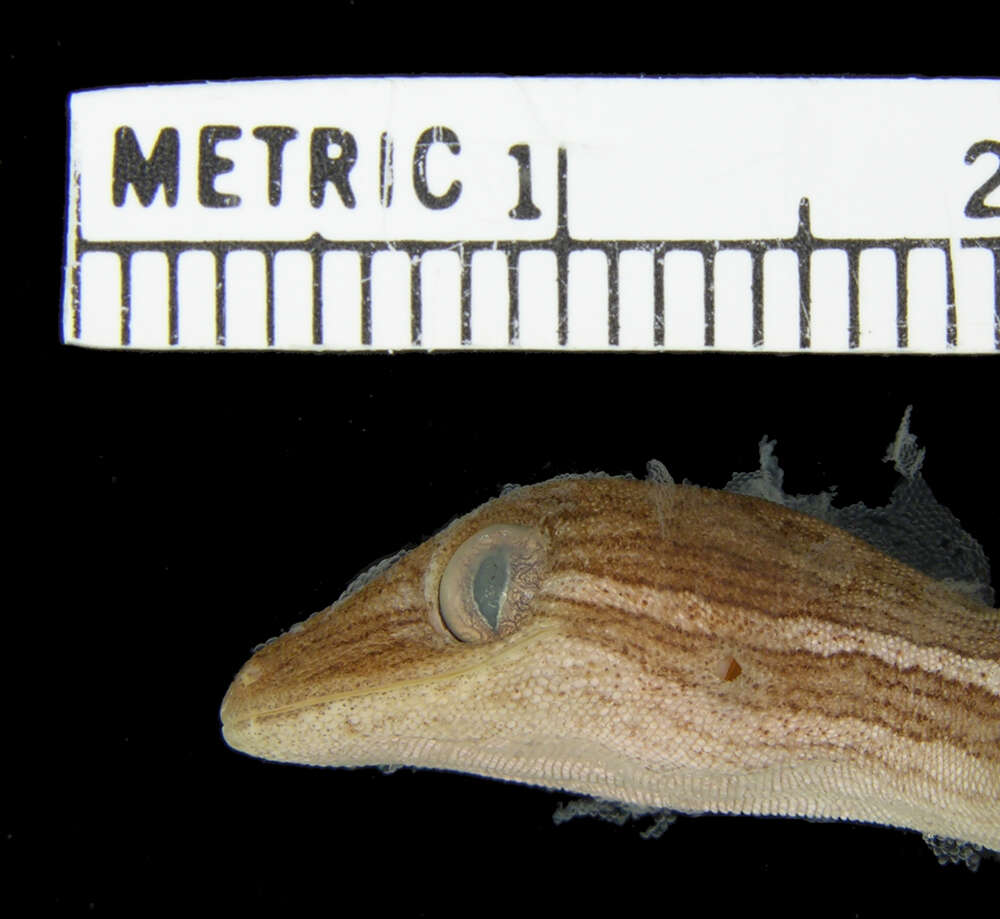 Image of Short-tailed Striped Gecko