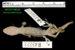 Image of Short-tailed Striped Gecko