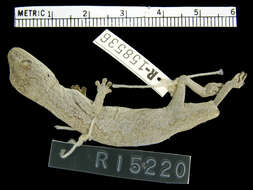 Image of Exmouth Spiny-tailed Gecko