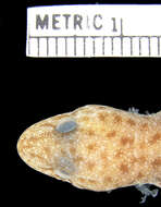 Image of Northern Spotted Rock Dtella