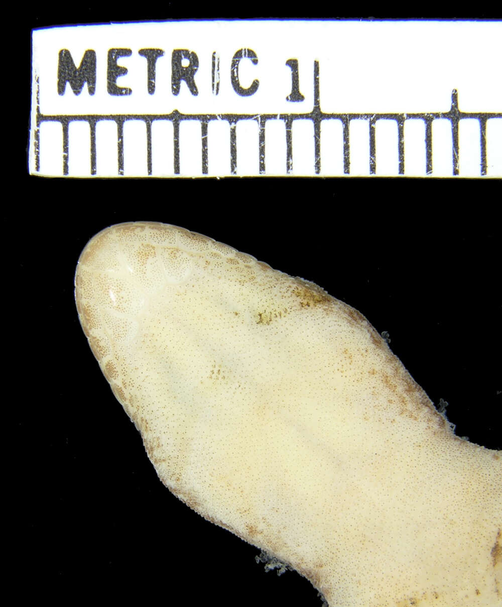 Image of Northern Spotted Rock Dtella