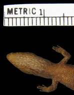 Image of Lepidoblepharis duolepis Ayala & Castro 1983