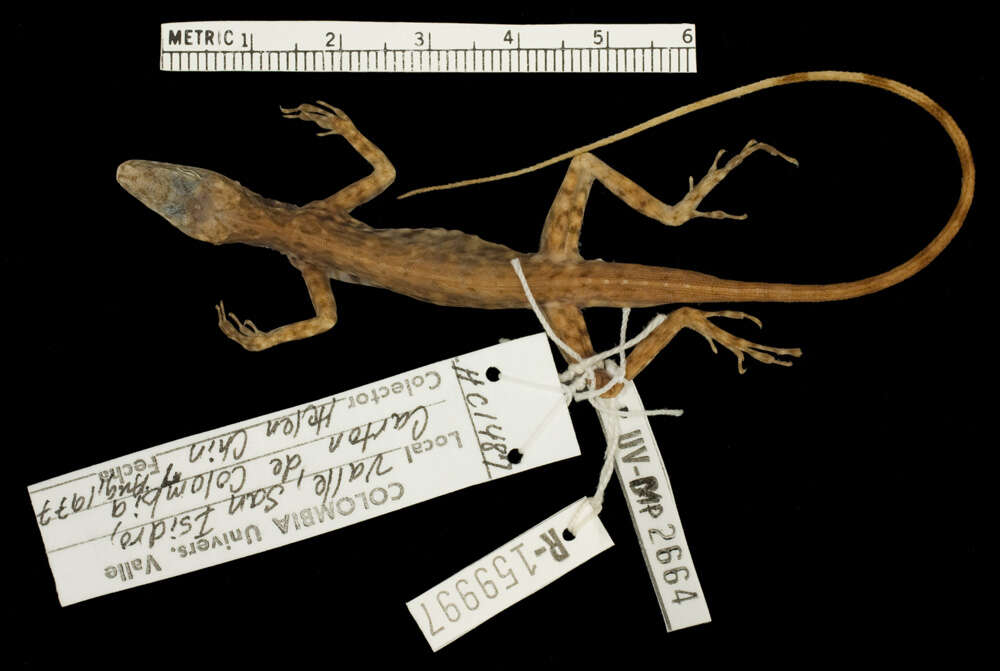 Image of Anolis anchicayae Poe, Velasco, Miyata & Williams 2009