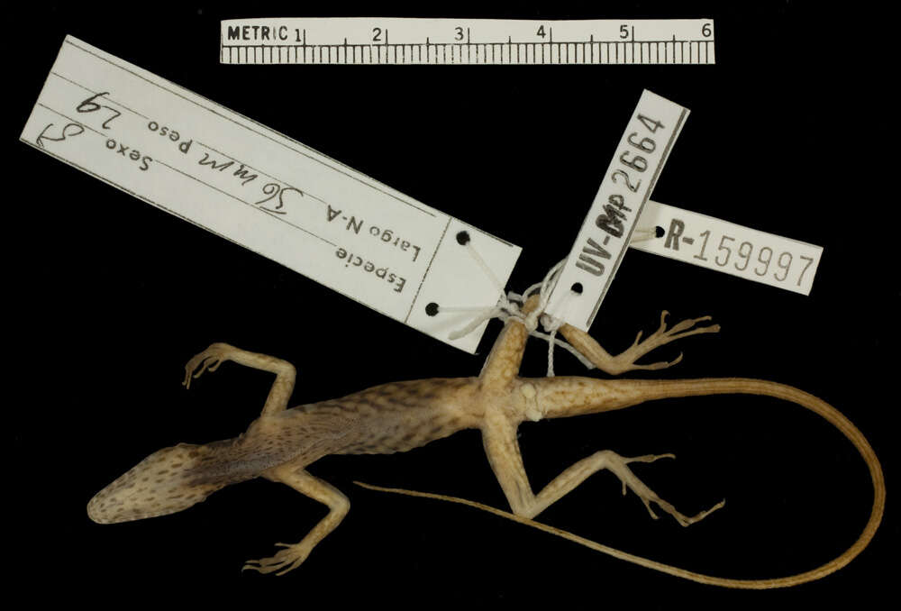 Image of Anolis anchicayae Poe, Velasco, Miyata & Williams 2009