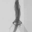 Image of Sphaerodactylus microlepis microlepis Reinhardt And Lütken 1862