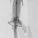 Image of <i>Sphaerodactylus lineolatus molei</i>