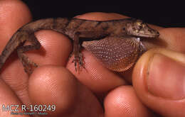 Image of Blotchbelly Anole