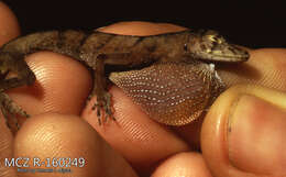 Image of Blotchbelly Anole