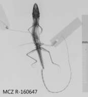 Image of Moa Anole