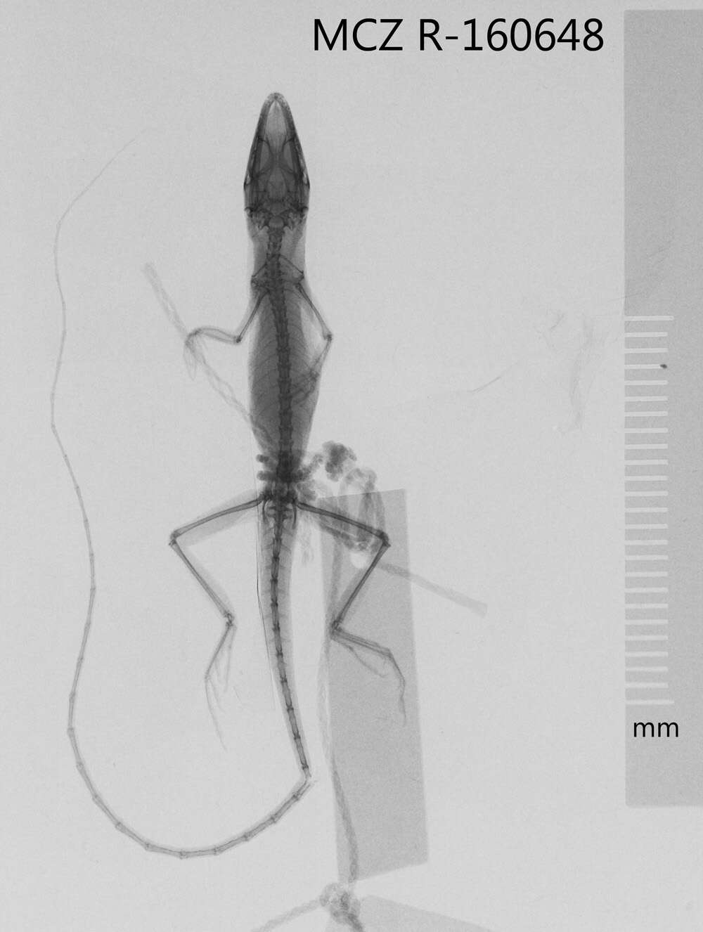 Image of Moa Anole