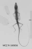 Plancia ëd Anolis spectrum Peters 1863