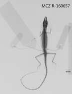 Plancia ëd Anolis spectrum Peters 1863