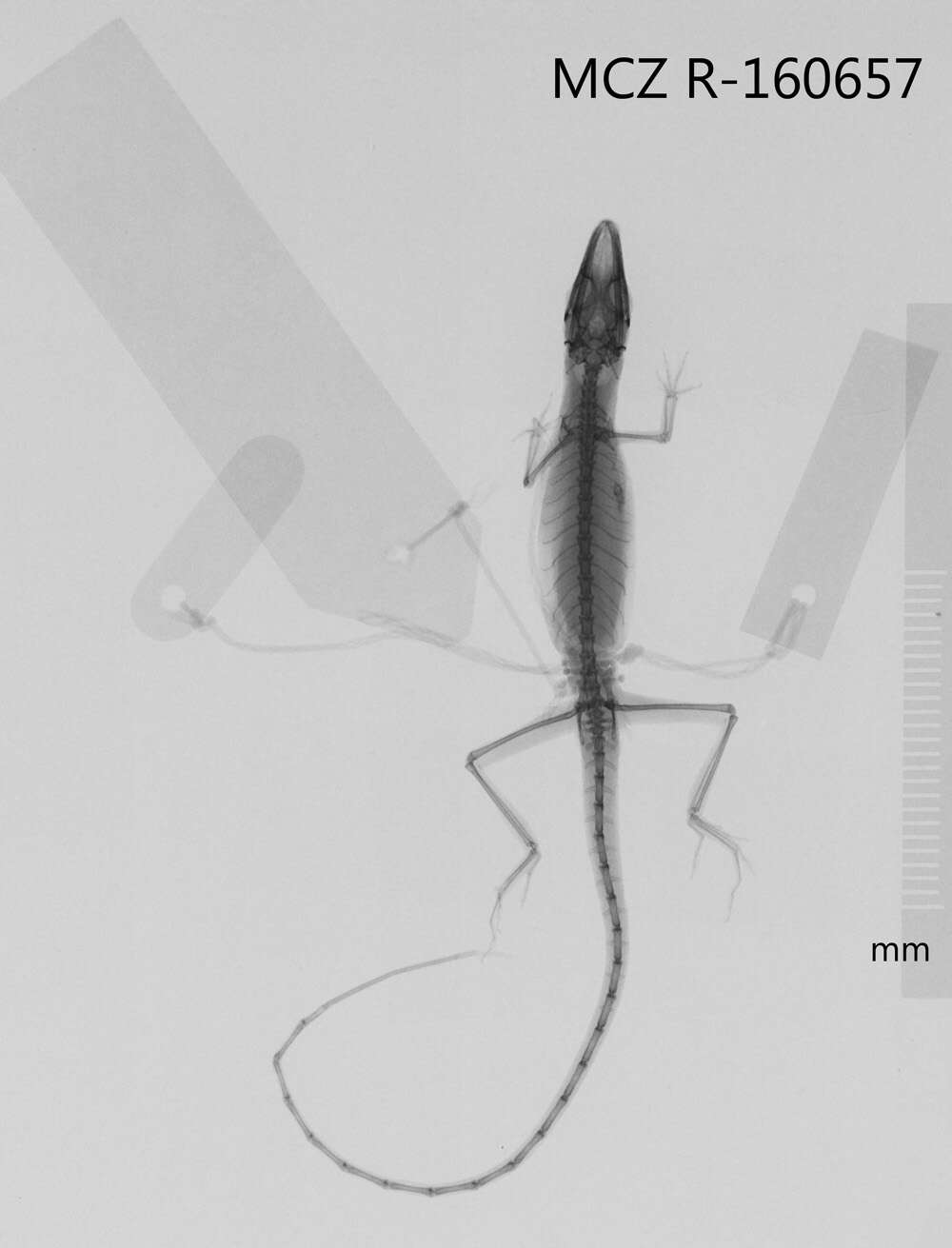 Plancia ëd Anolis spectrum Peters 1863