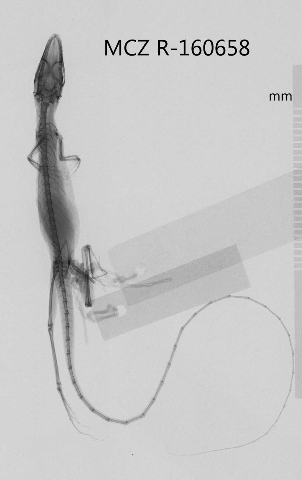 Image of Anfiodlul Anole