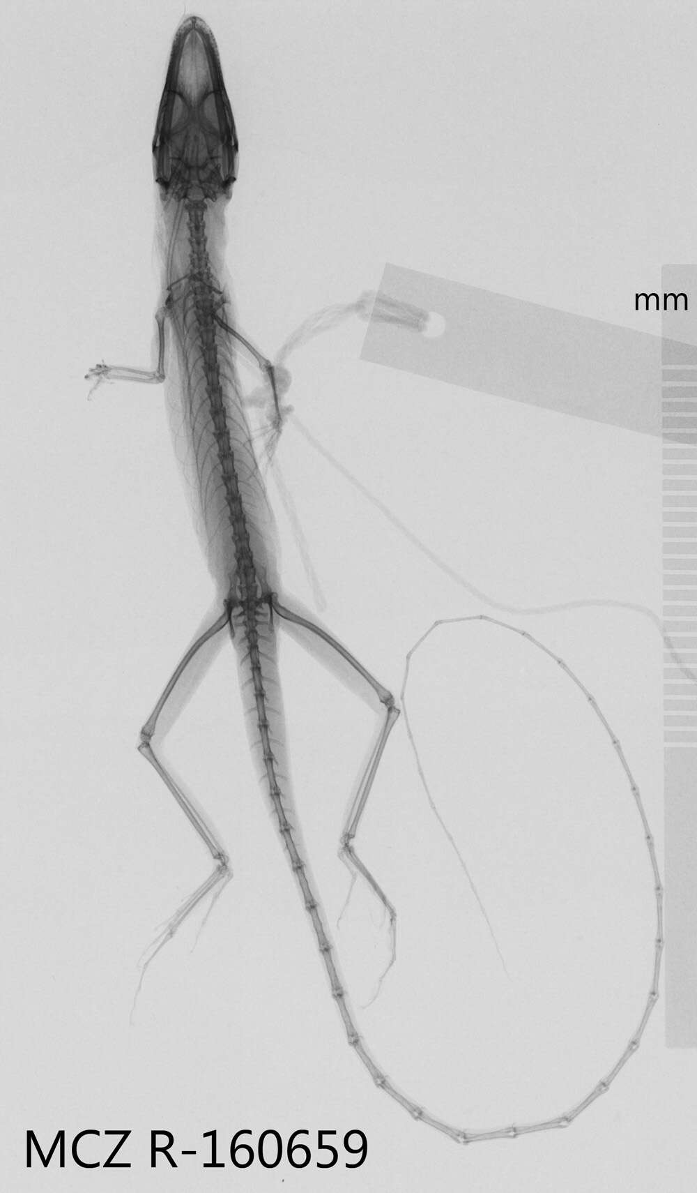 Image of Anfiodlul Anole