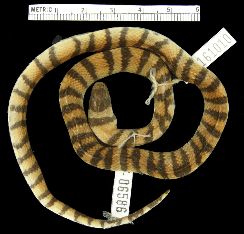 Image of Ruthvens Kingsnake