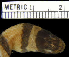 Image of Ruthvens Kingsnake