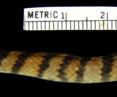 Image of Ruthvens Kingsnake