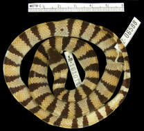 Image of Ruthvens Kingsnake